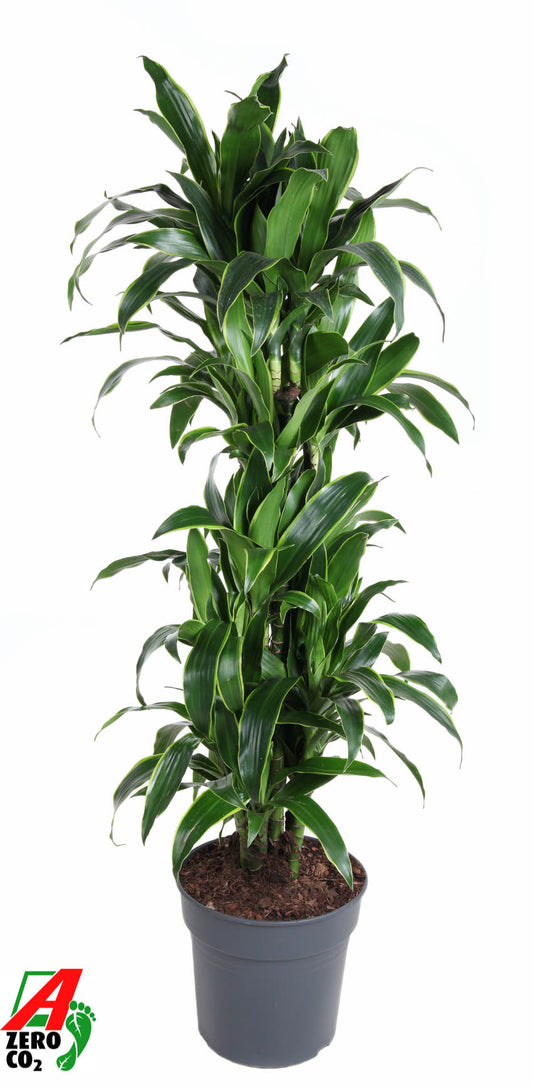 Dracaena frag. Arturo 150cm 31cm Pot