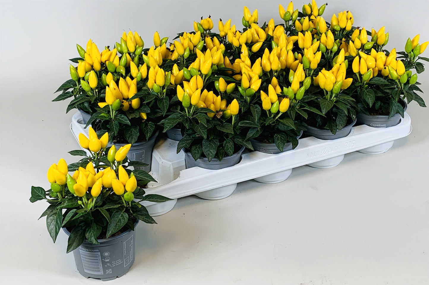 Capsicum ann. Salsa Yellow 10cm 510cm Pot