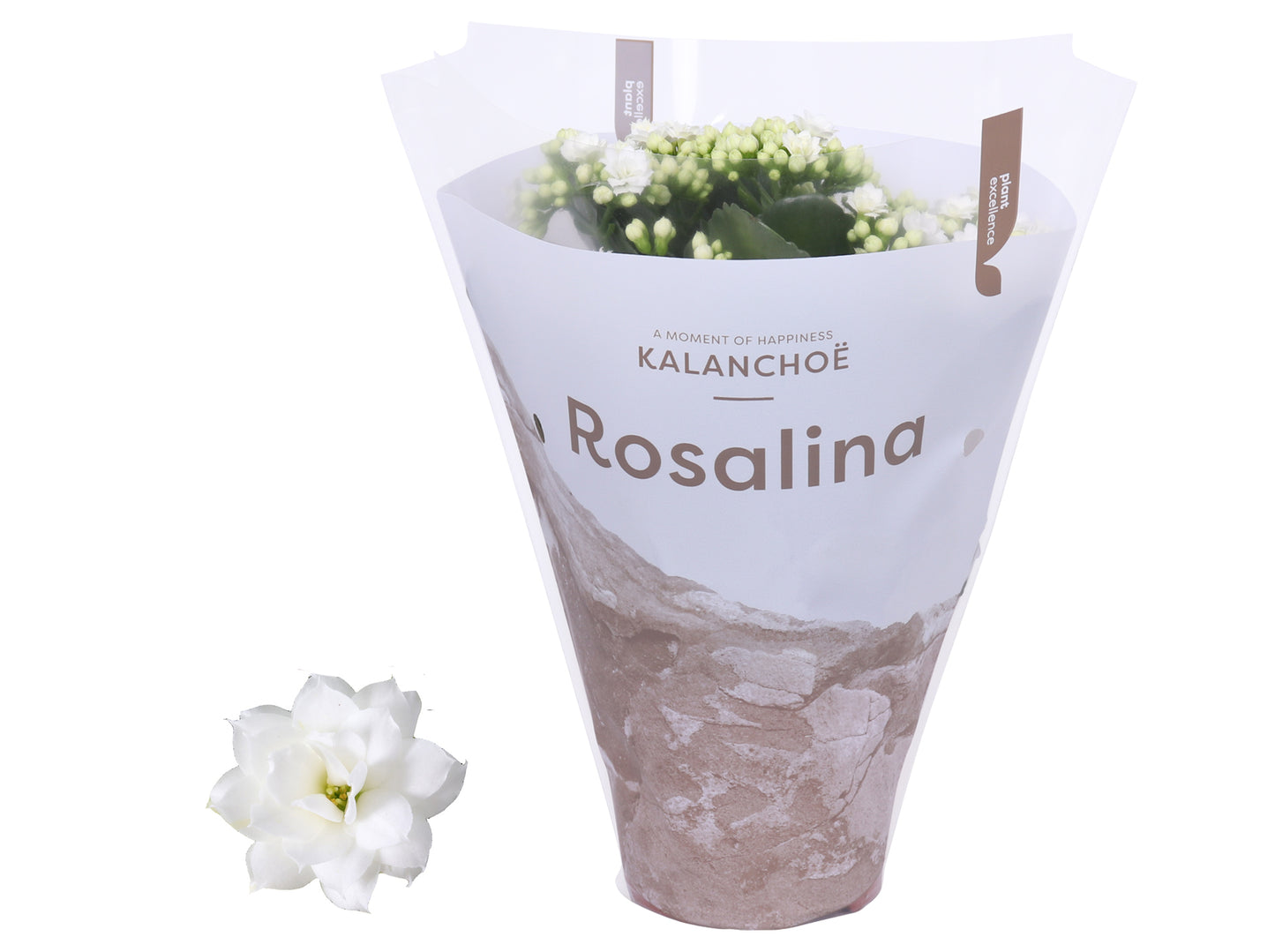 Kalanchoe Rosalina Don Dione 27cm 12cm Pot