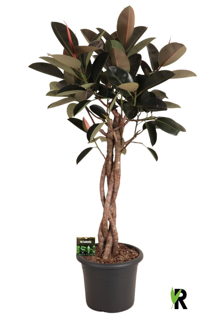 Ficus el. Burgundy 170cm 40cm Pot