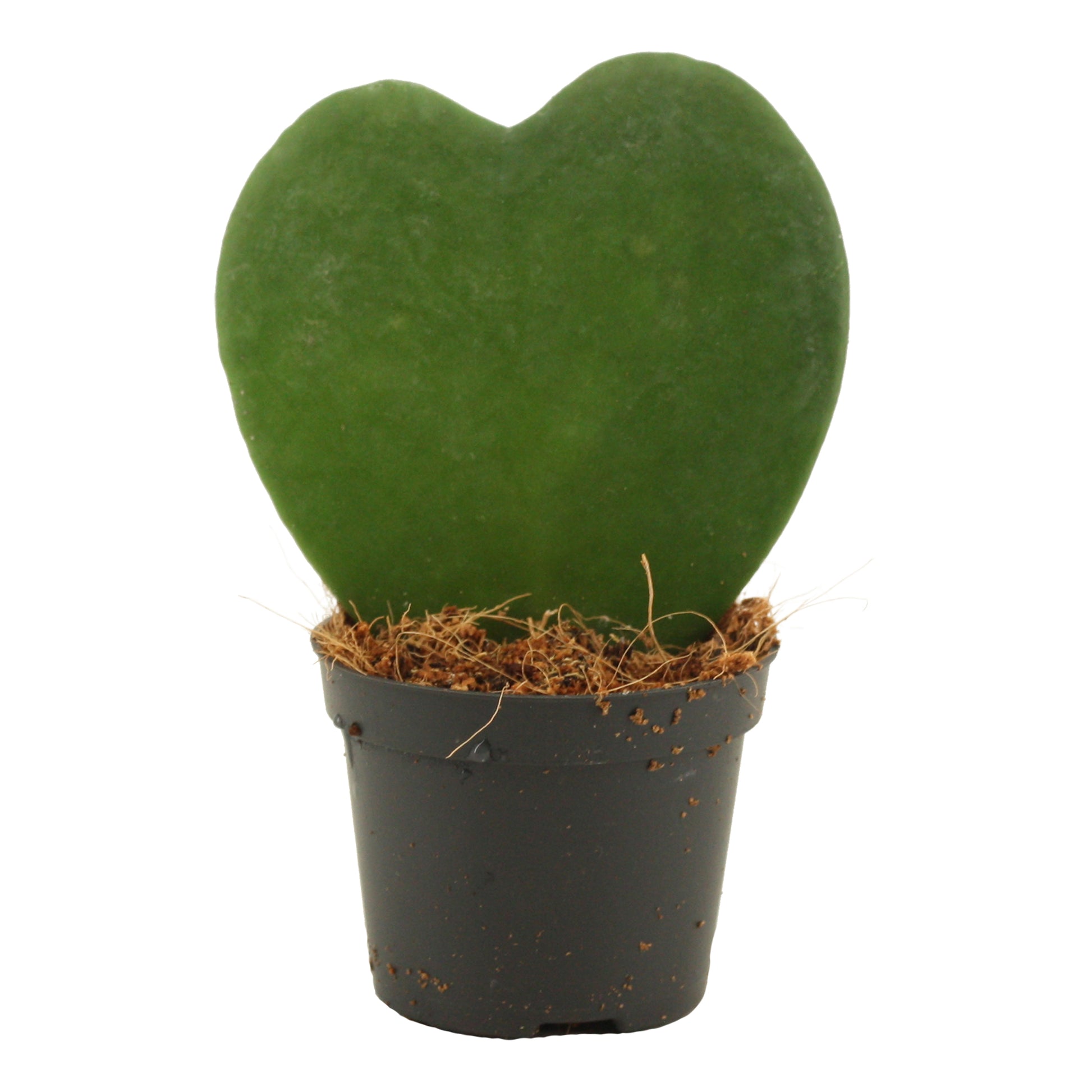 Hoya kerrii 11cm 6cm Pot