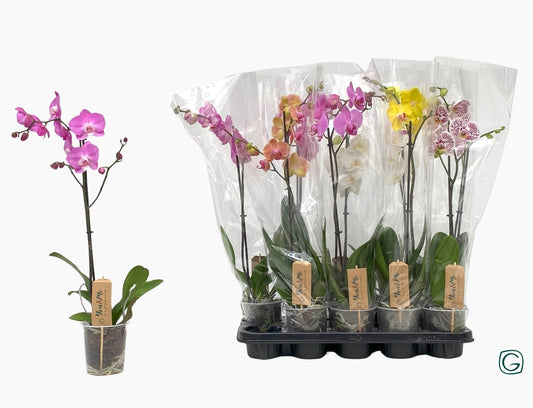 Phalaenopsis mix 50cm 12cm Pot