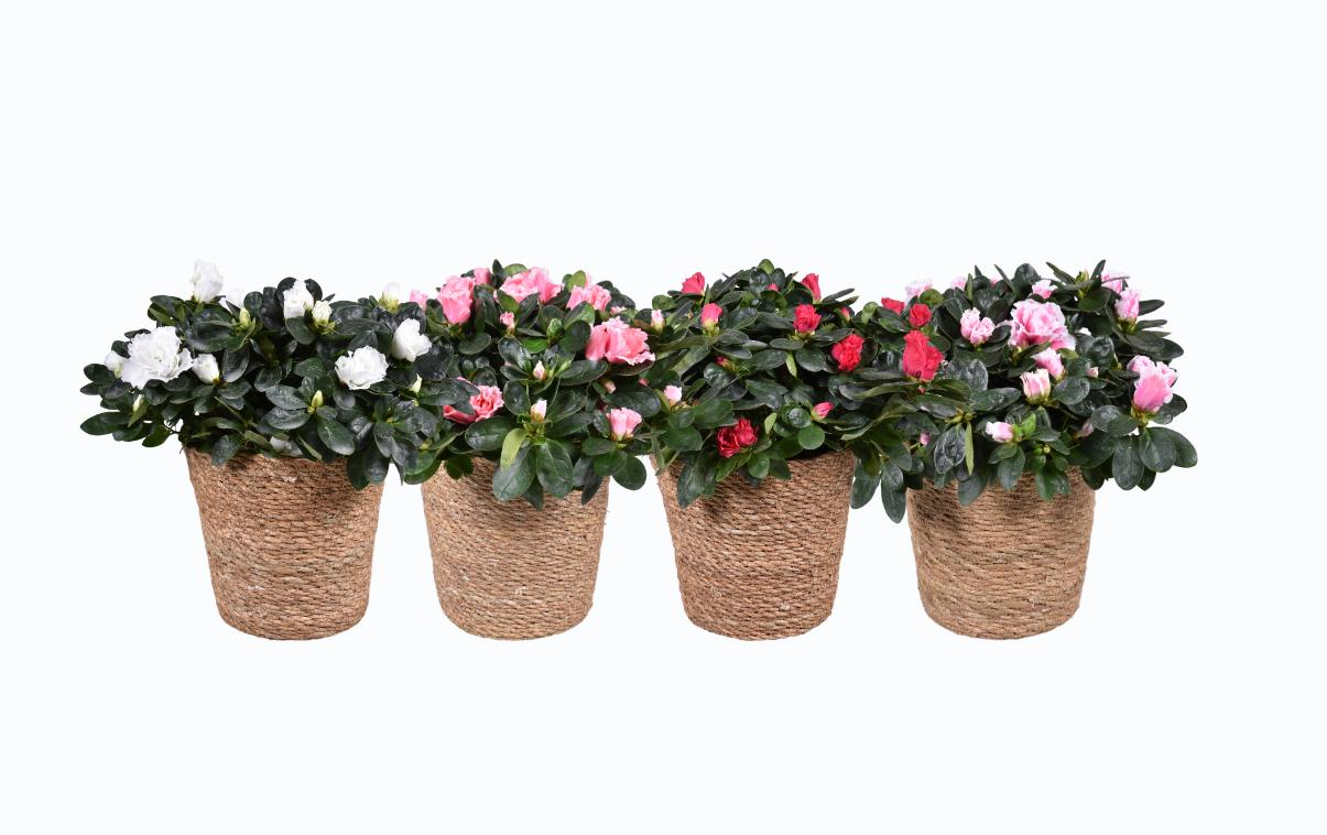 Rhododendron simsii Vogel mix 35cm 14cm Pot