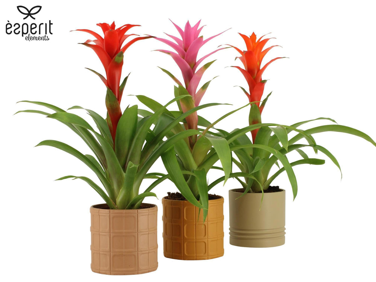 Guzmania mix 45cm 12cm Pot