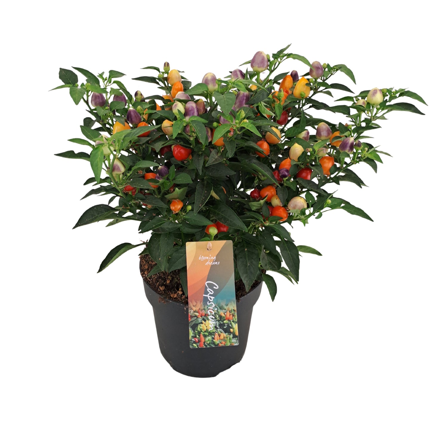 AltaNova Capsicum ann. Cubana Multicolour Red Pack of 6