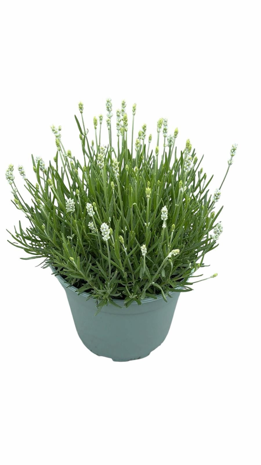 Lavandula ang. Aromance White 45cm 23cm Pot
