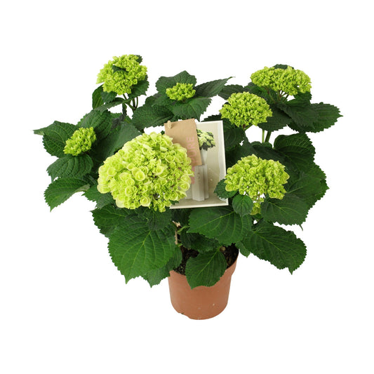 Hydrangea macr. Everlast white 40cm 14cm Pot