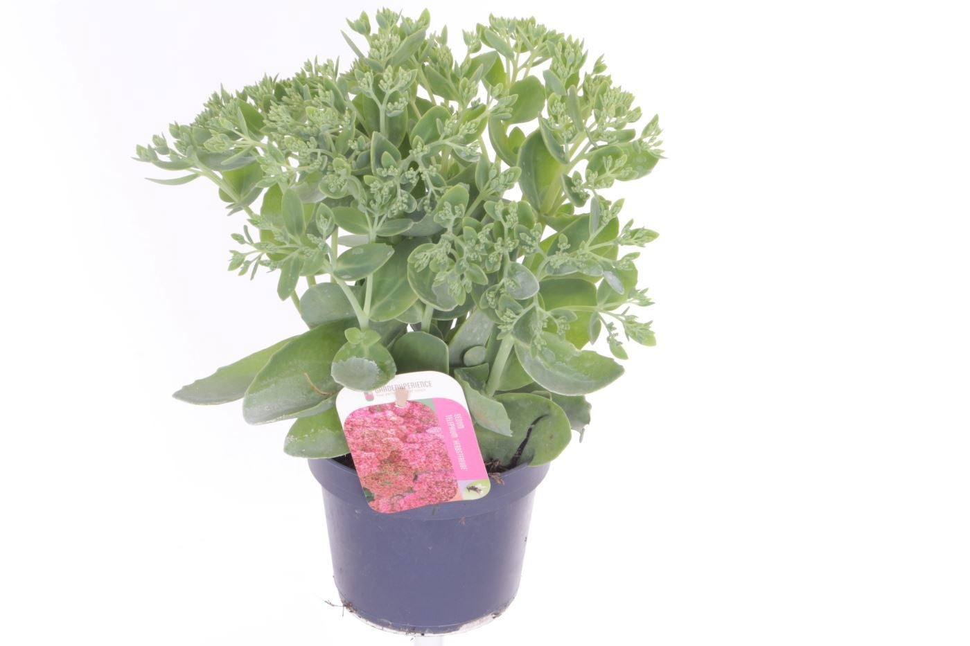 Sedum Herbstfreude 35cm 13cm Pot