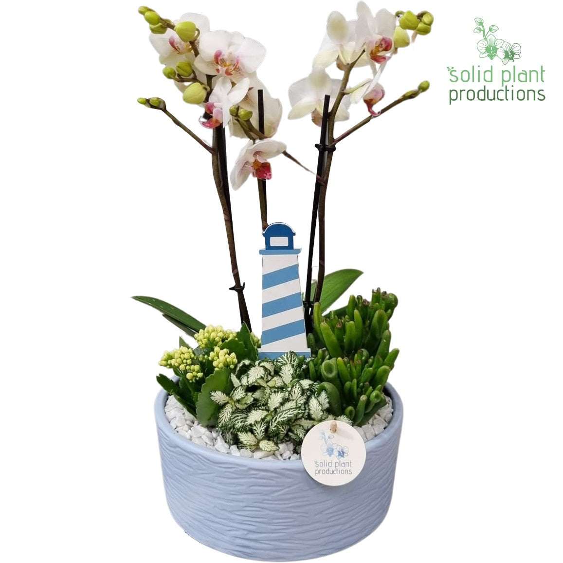 PH004 Stella Blue 45cm 22cm Pot