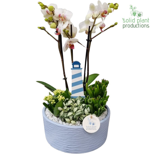 PH004 Stella Blue 45cm 22cm Pot