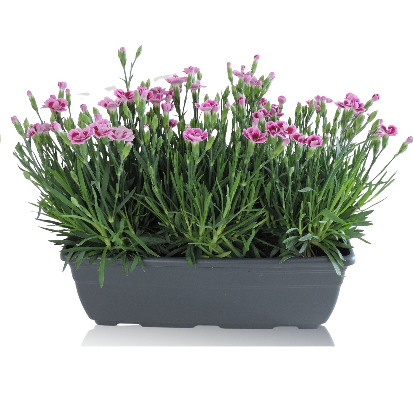 Dianthus Pink Kisses 25cm 27cm Pot