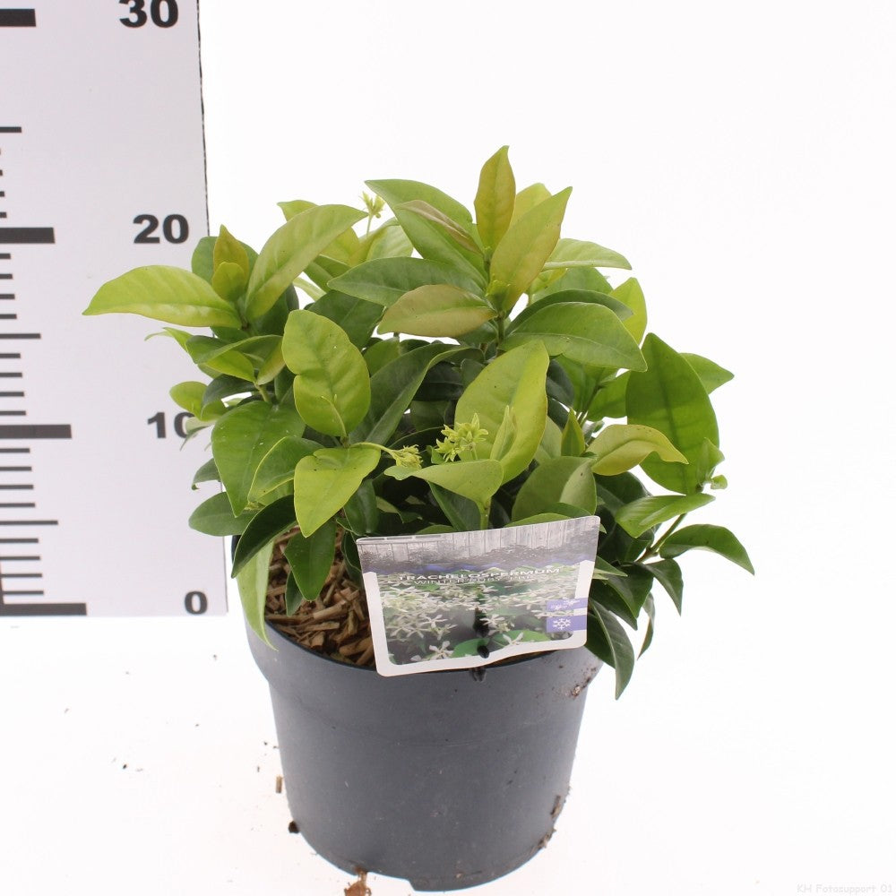 Trachelospermum jasminoides 25cm 17cm Pot