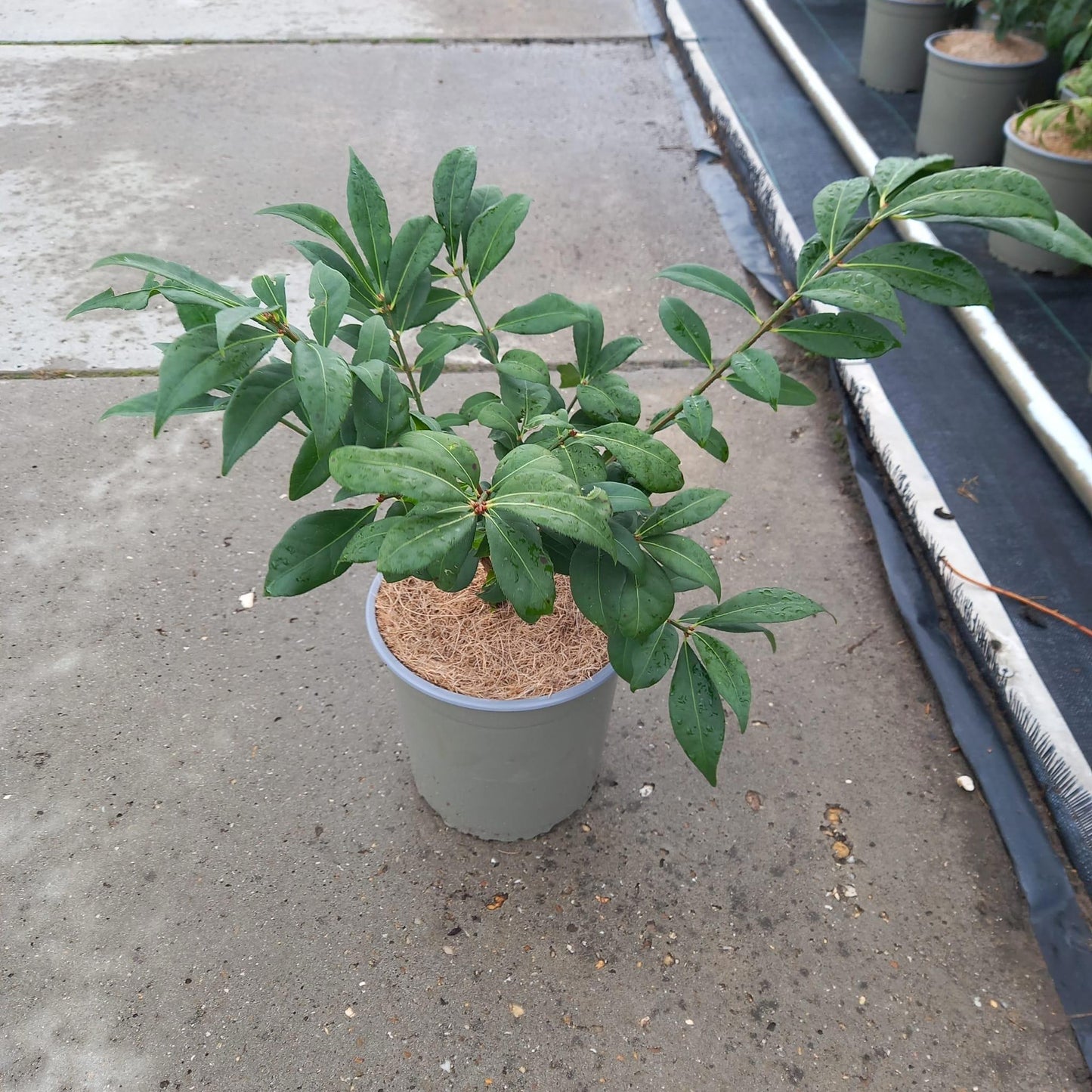 Euonymus ala. Compactus 35cm 17cm Pot