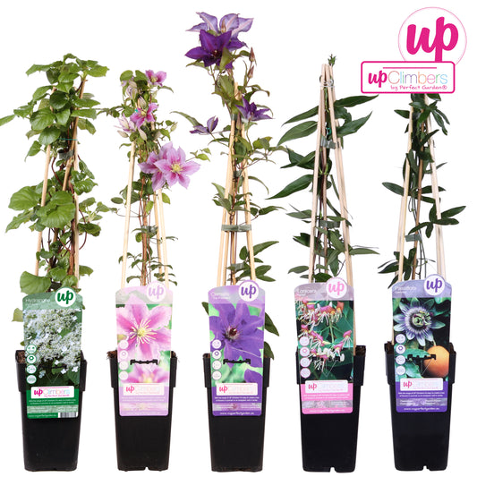 Climbing plants mix 65cm 15cm Pot