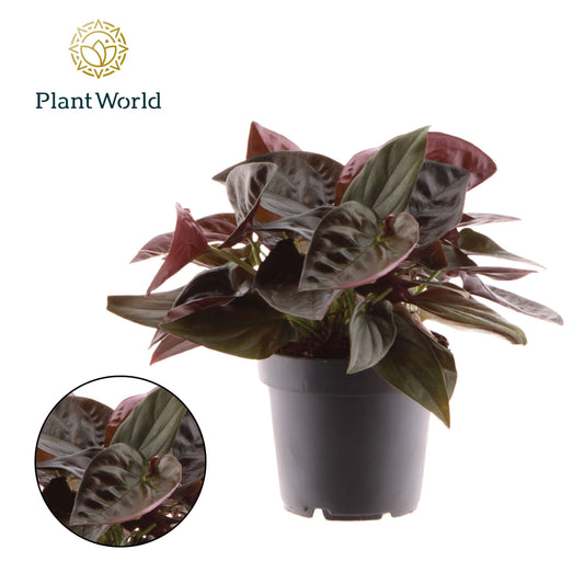 Syngonium Hybrid 20cm 12cm Pot