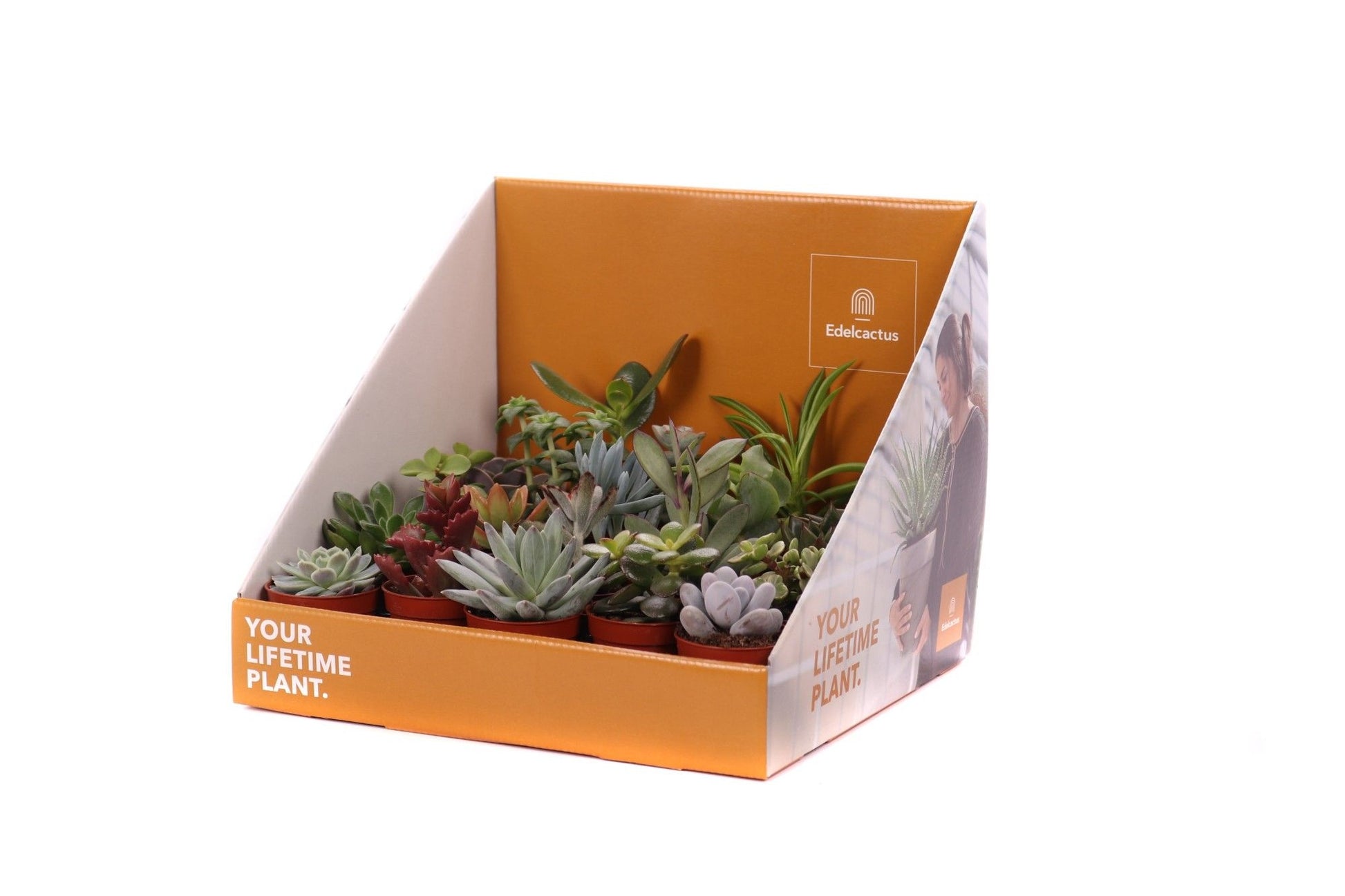 Succulent mix 25cm 505cm Pot