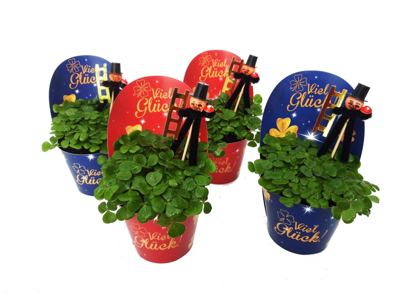 Oxalis 15cm 9cm Pot