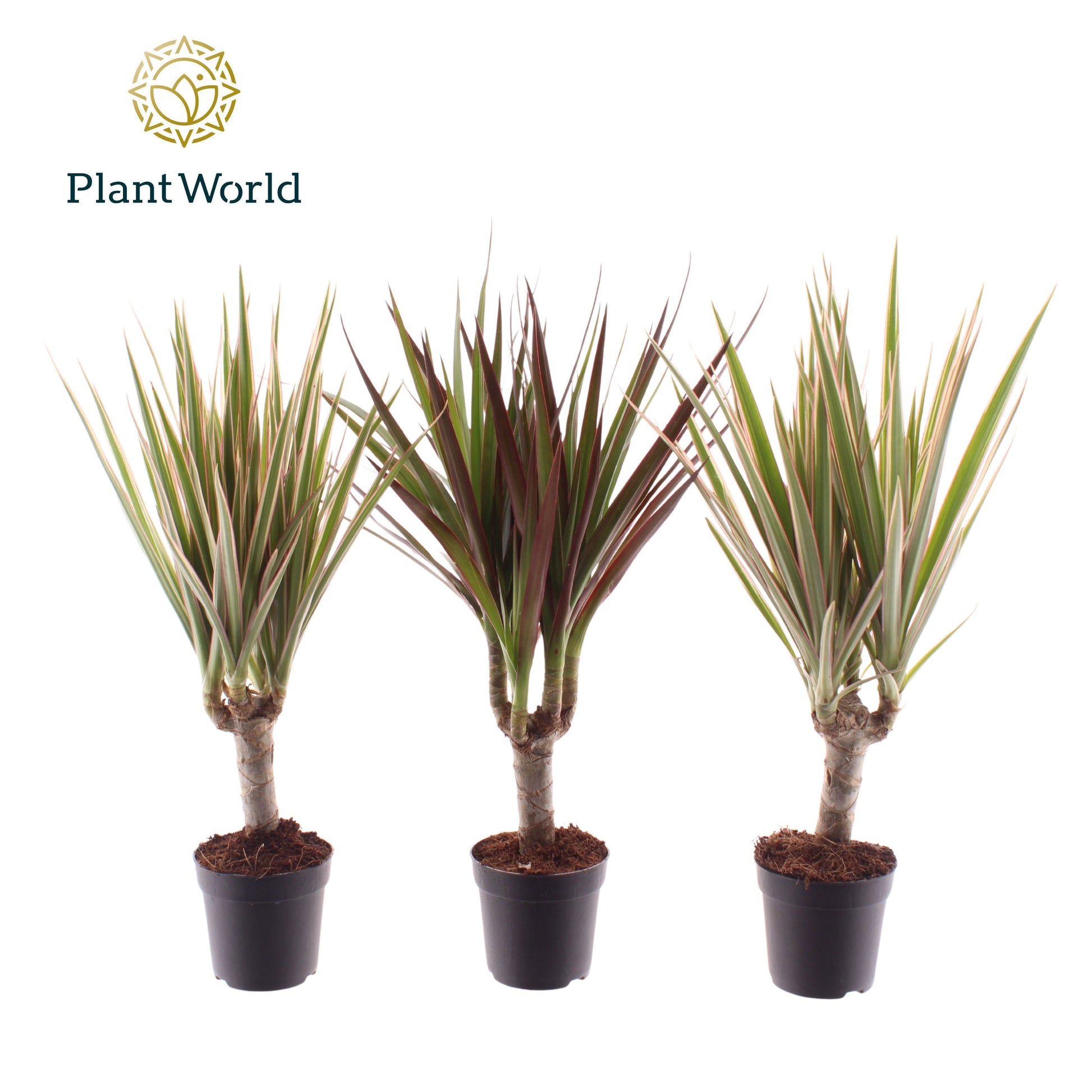 Dracaena marginata mix 35cm 7cm Pot