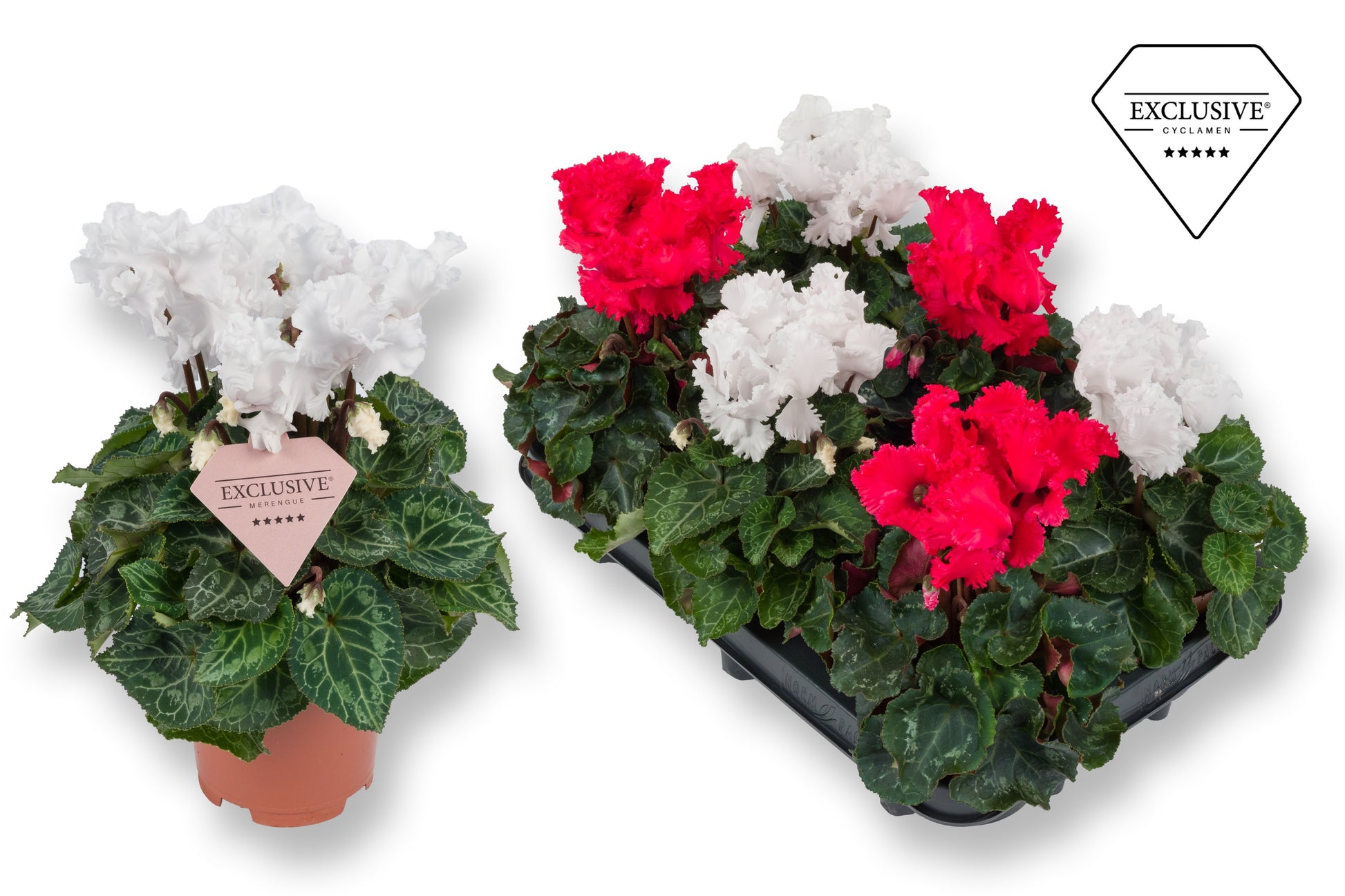 Cyclamen Merengue red/white 25cm 10.5cm Pot
