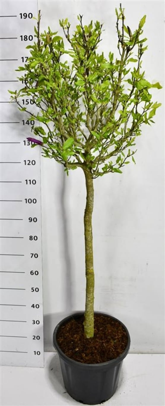 Magnolia sou. Susan 200cm 40cm Pot