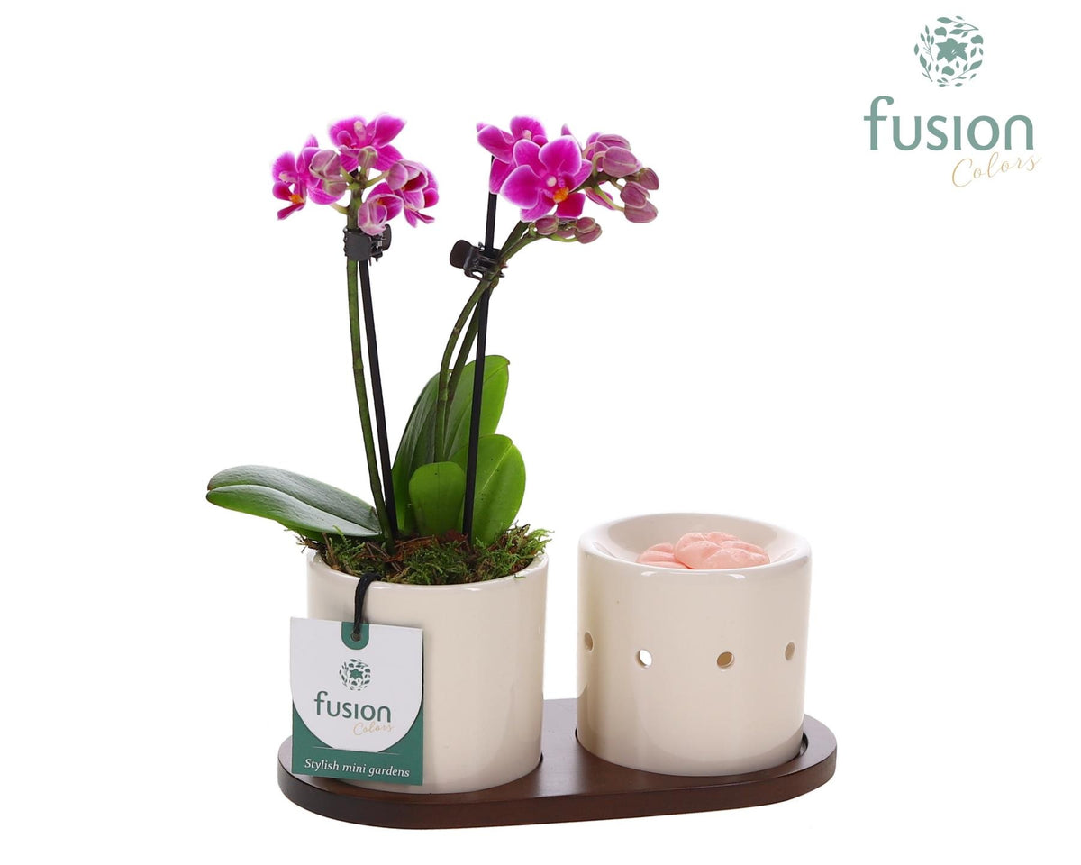 Fusion Scents keramiek Gift set plankje met Phalaenopsis 29cm 20cm Pot