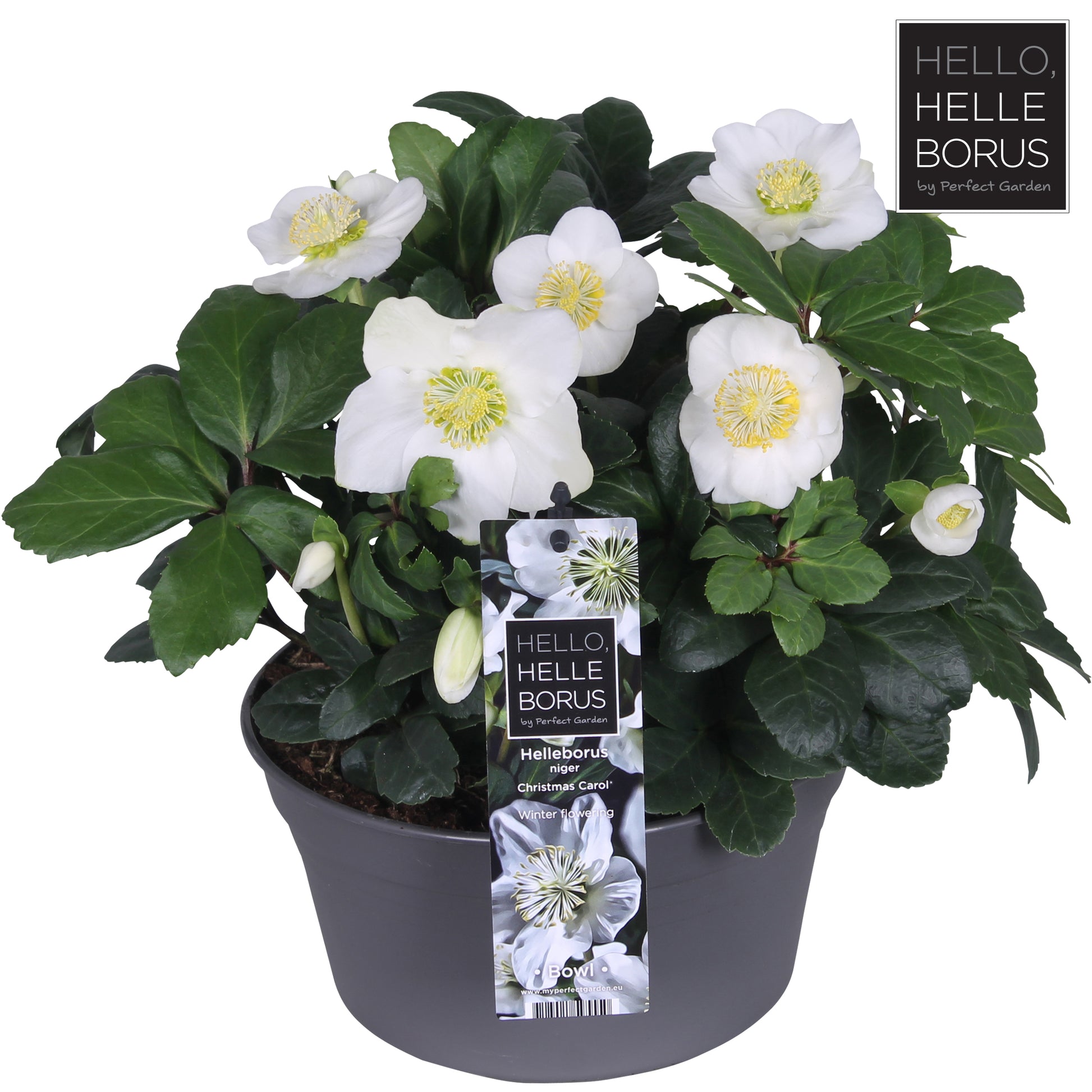 Helleborus niger Christmas Carol 30cm 19cm Pot