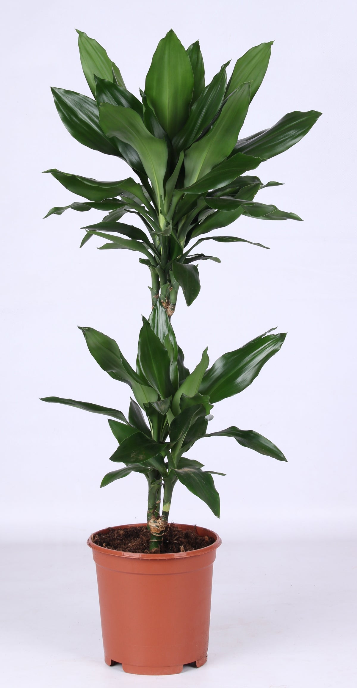 Dracaena frag. Janet Lind 85cm 21cm Pot