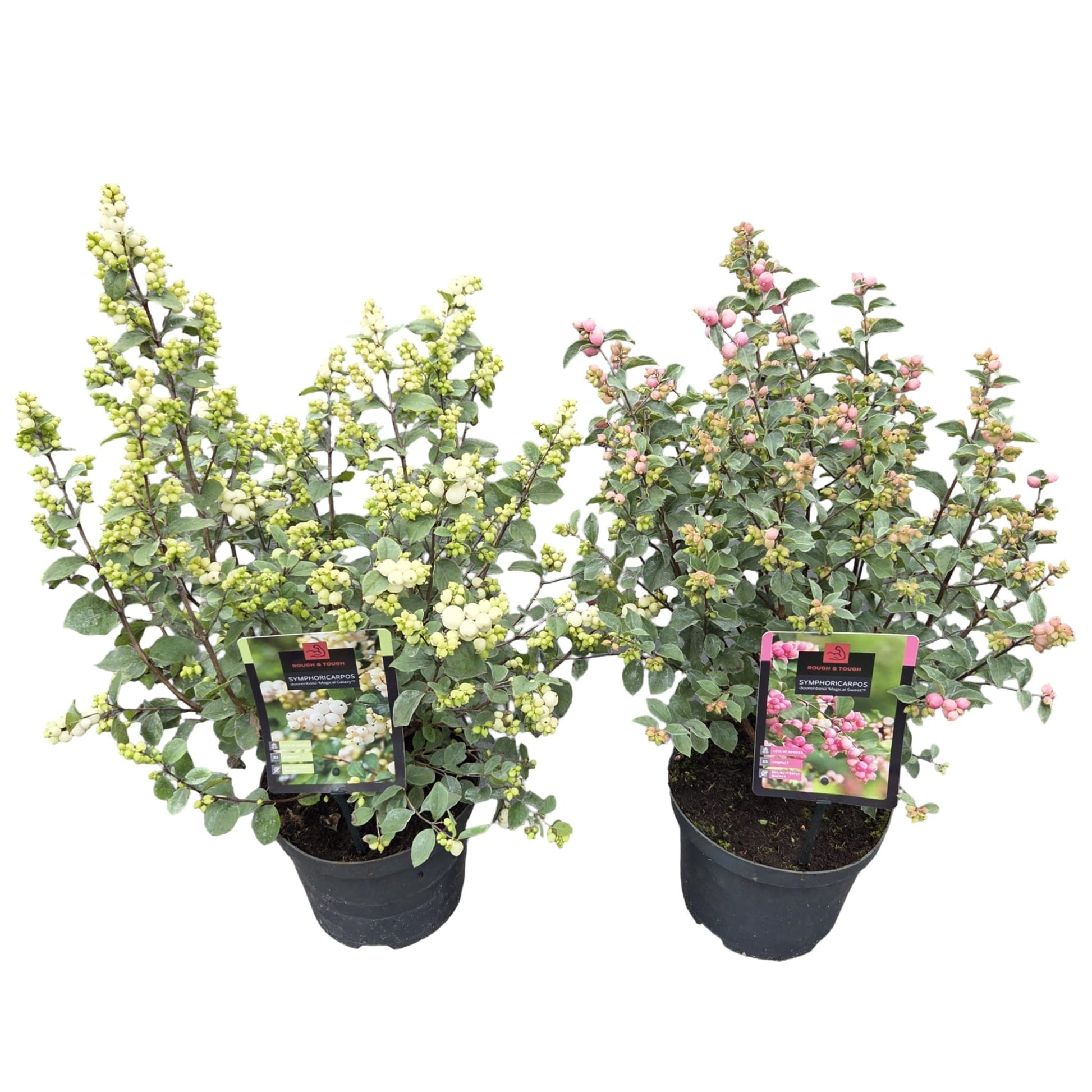 Symphoricarpos Magical mix 50cm 19cm Pot