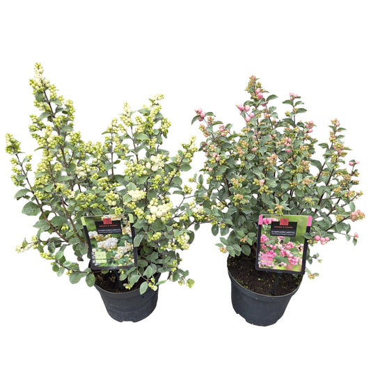 Symphoricarpos Magical mix 50cm 19cm Pot