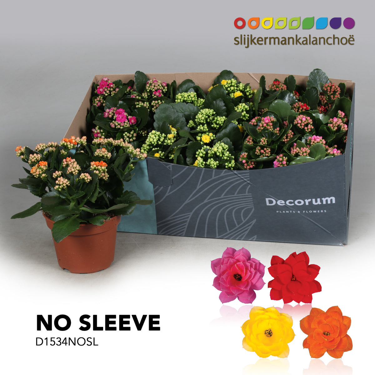 Kalanchoe mix 26cm 15cm Pot