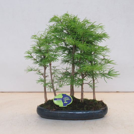 Bonsai Metasequoia Forest 35cm 30cm Pot