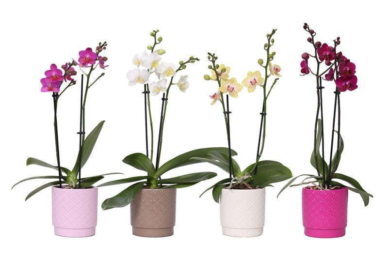 Phalaenopsis mix 35cm 9cm Pot