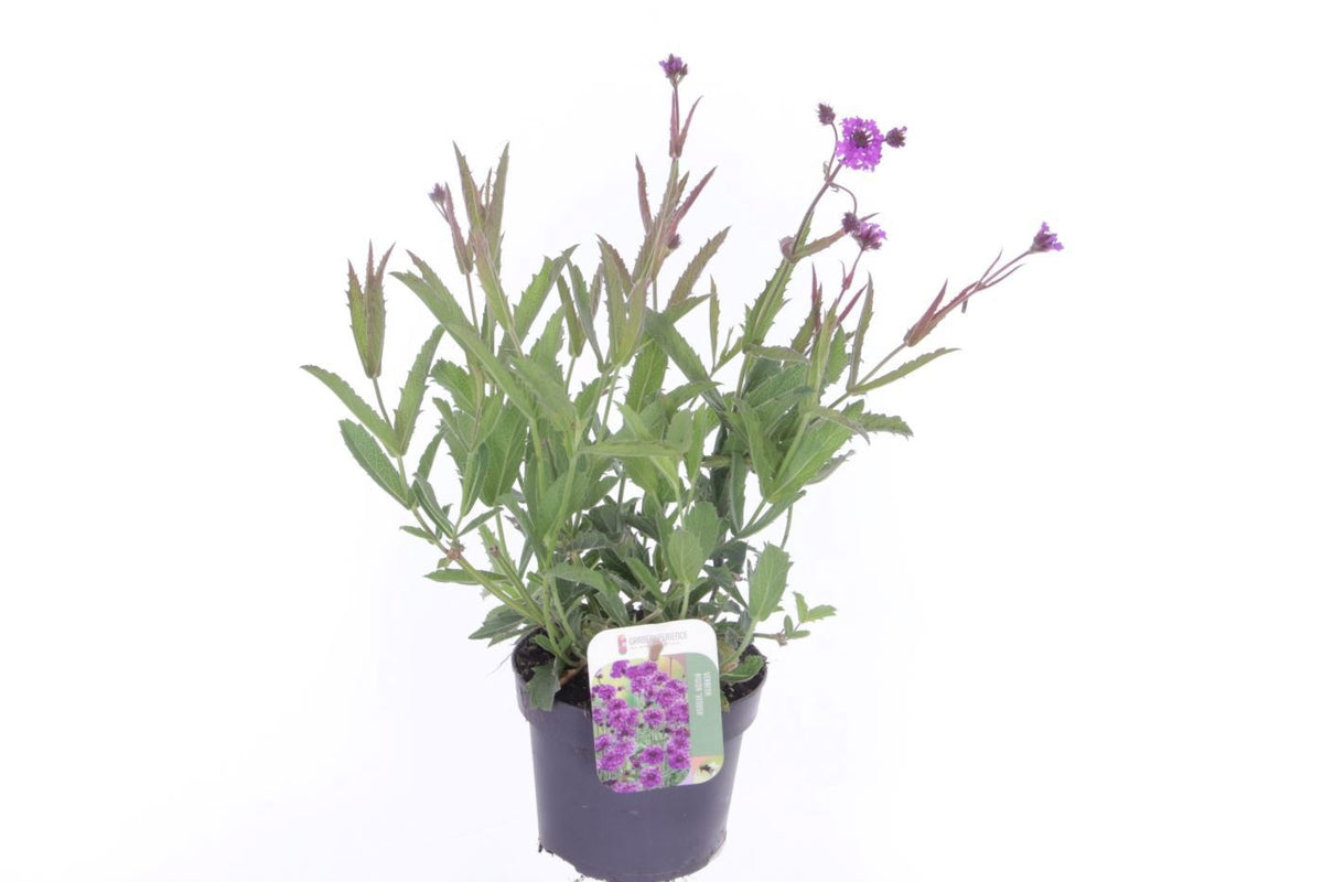 Verbena rigida 30cm 13cm Pot