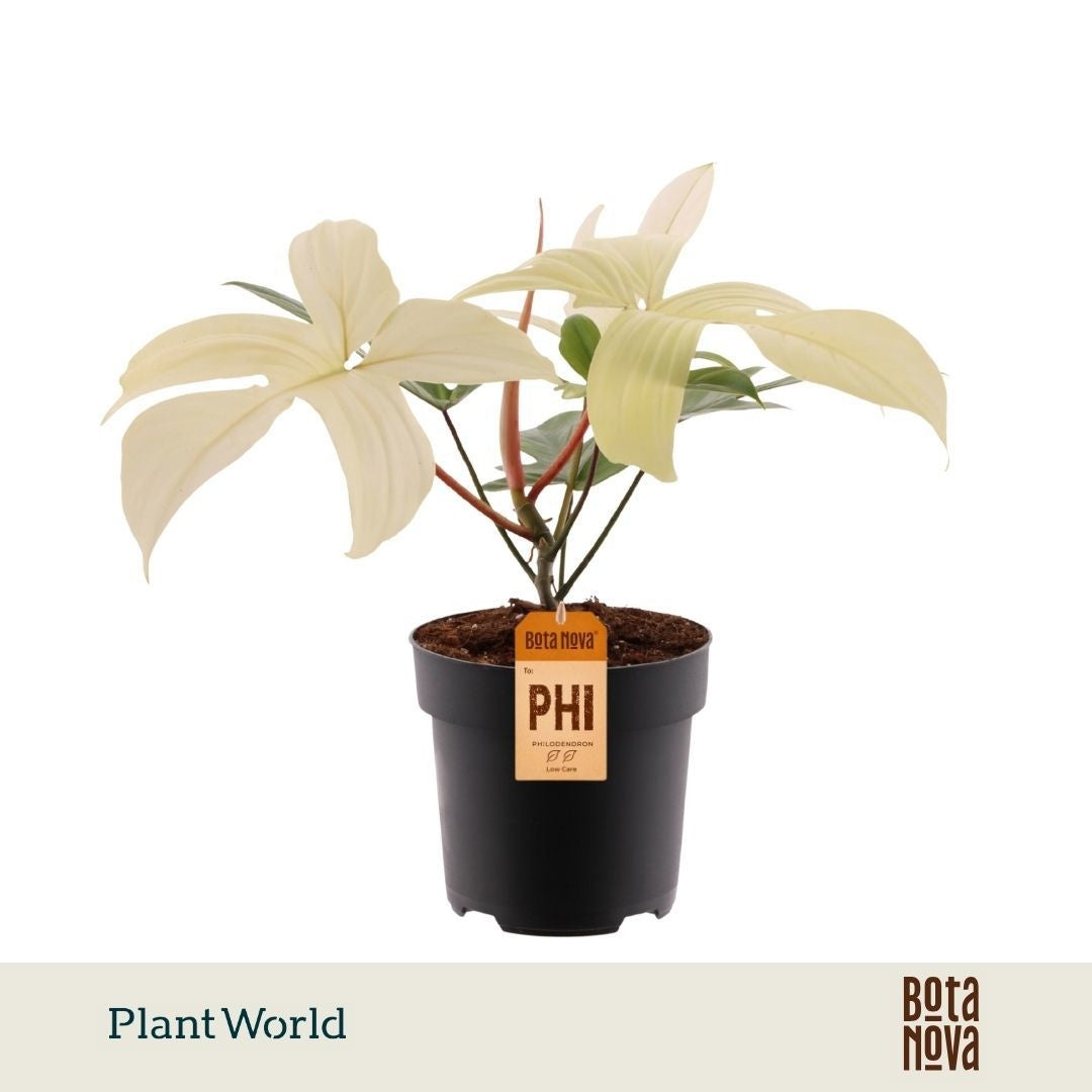 Plantworld Jogrow Philodendron Florida Ghost Pack of 4