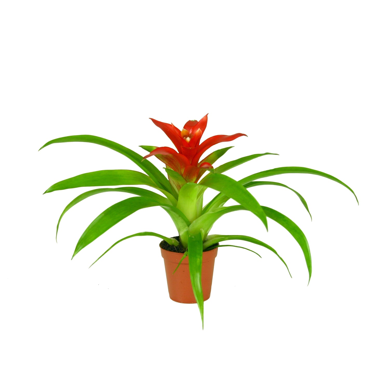 Rip Bromini BV Guzmania Tempo Pack of 20