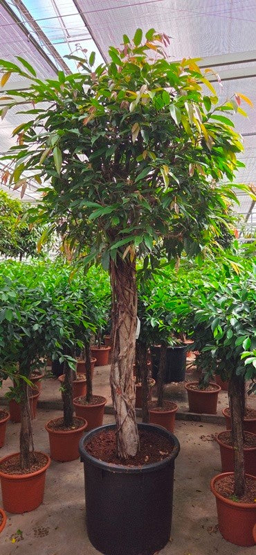 Ficus Amstel King 300cm 70cm Pot