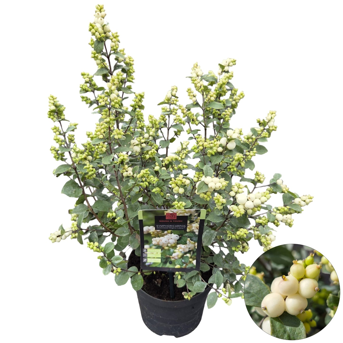 Symphoricarpos Magical Galaxy 50cm 19cm Pot