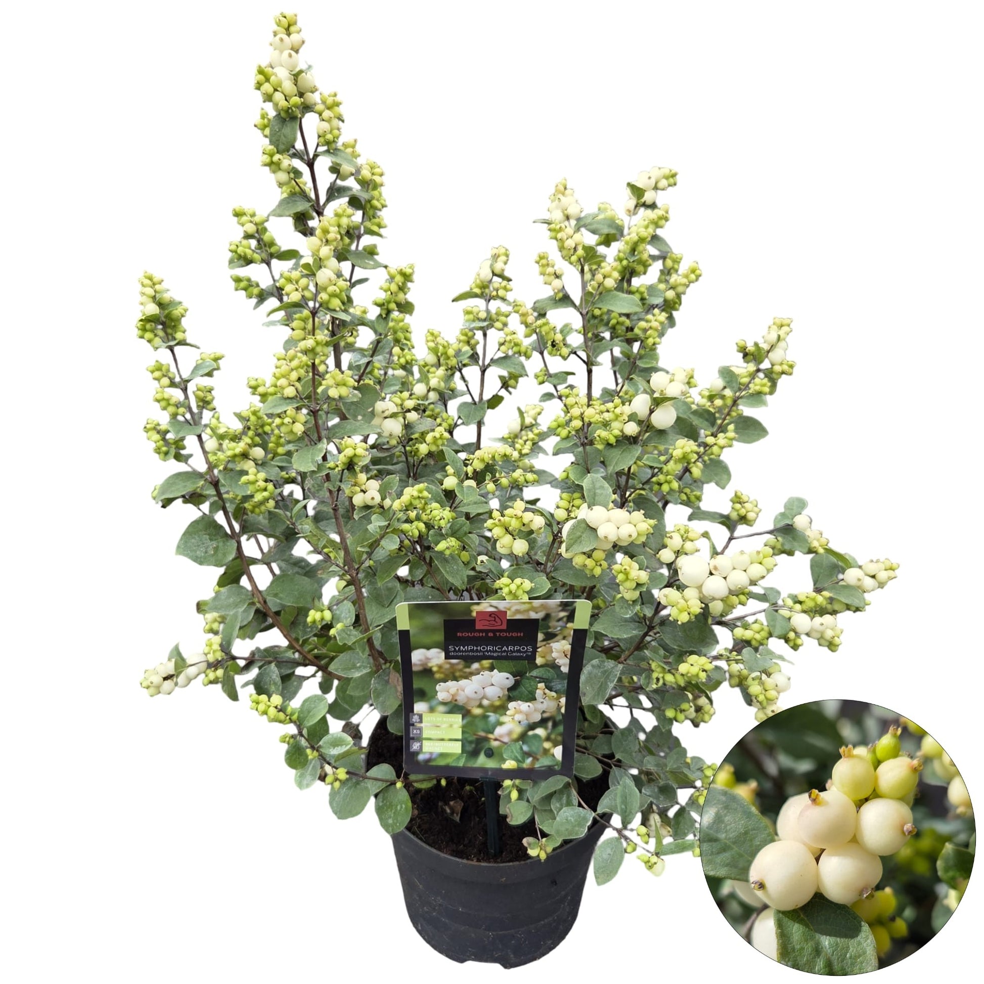 Symphoricarpos Magical Galaxy 50cm 19cm Pot