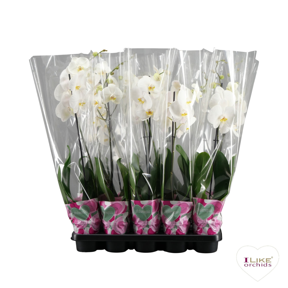 Phalaenopsis white 75cm 12cm Pot