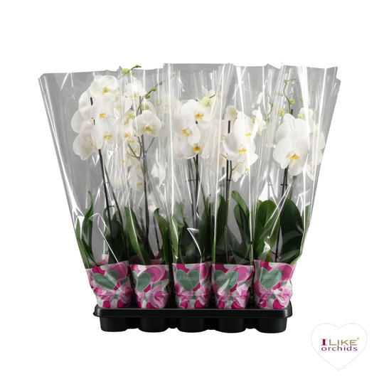 Phalaenopsis white 75cm 12cm Pot