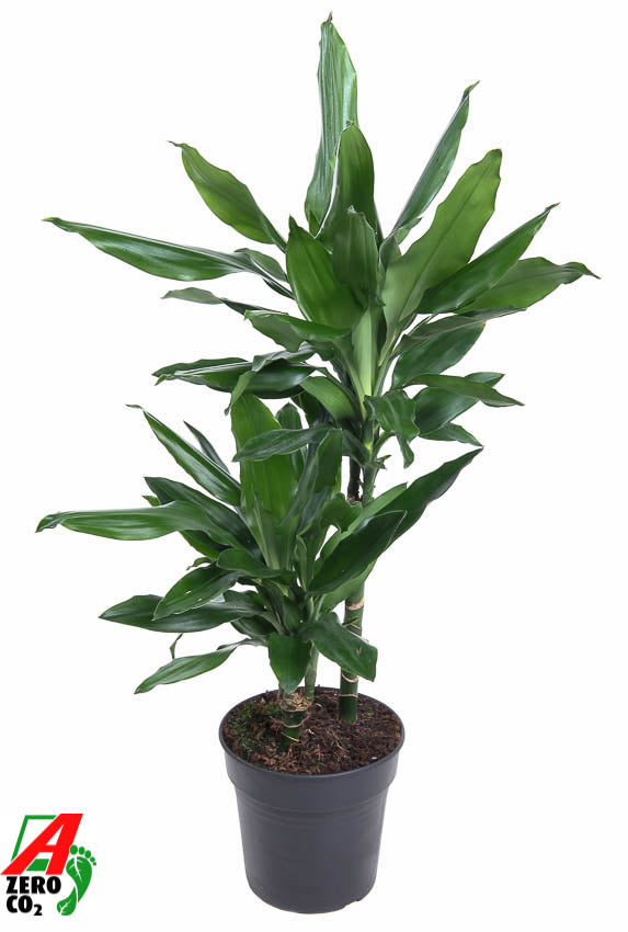 Dracaena frag. Janet Lind 70cm 19cm Pot