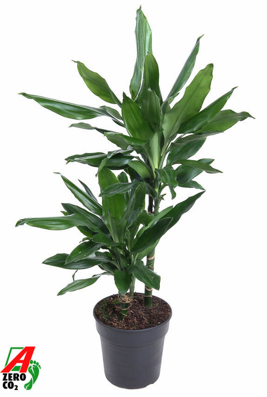 Dracaena frag. Janet Lind 80cm 19cm Pot