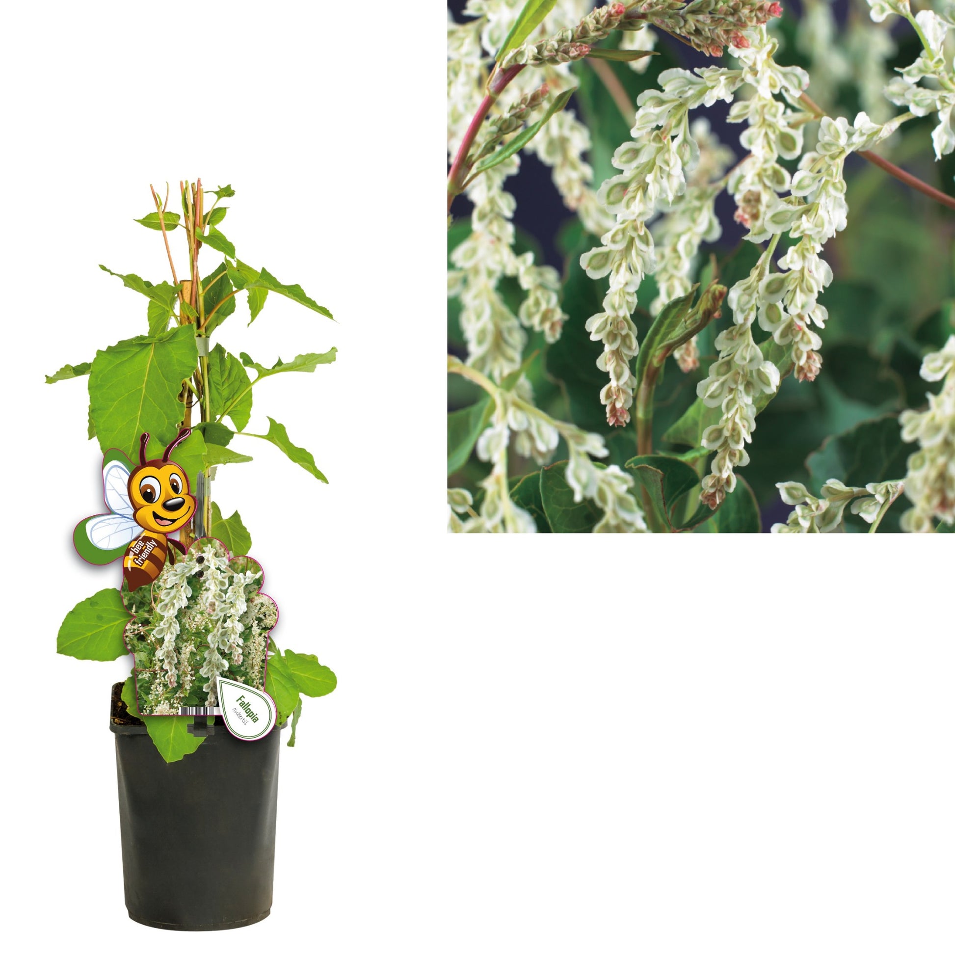 Fallopia aubertii (Russian Vine) 40cm 11cm Pot