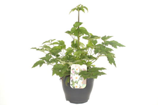 Anemone Japonica hybrids 60cm 23cm Pot
