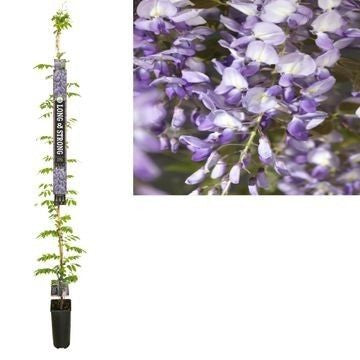 Starre BV, van der Wisteria Prolific Pack of 2