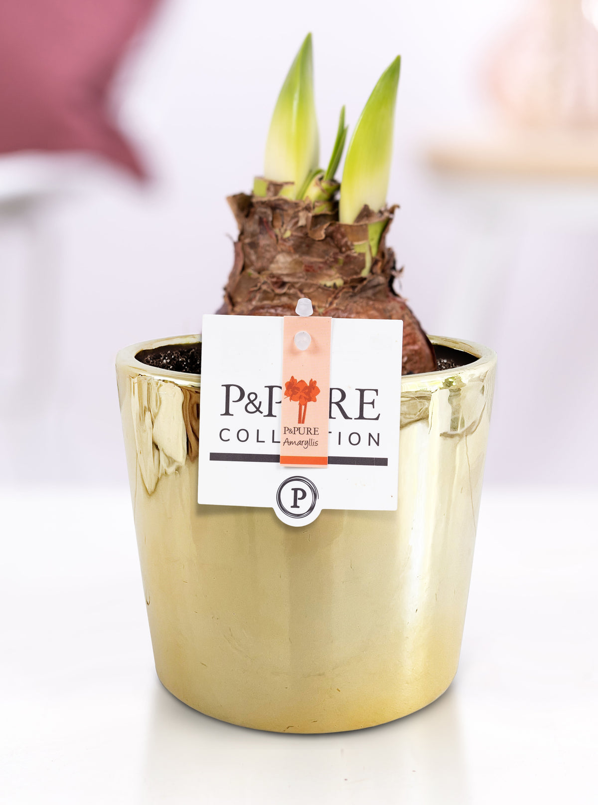 Hippeastrum Hybrid 22cm 12cm Pot