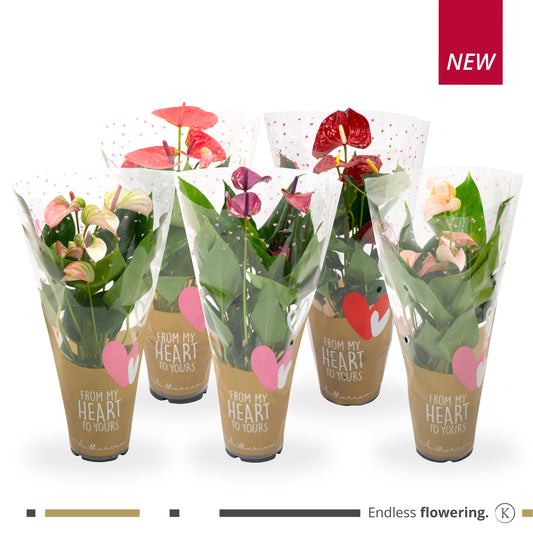 Riza Karma Plants Anthurium Love mix Pack of 6