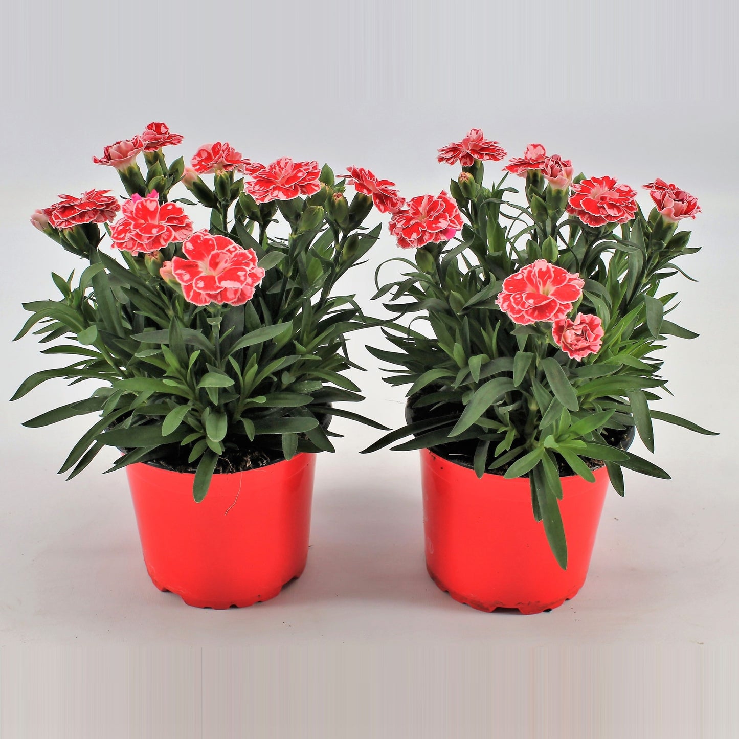 Dianthus Oscar White and Red 22cm 12cm Pot
