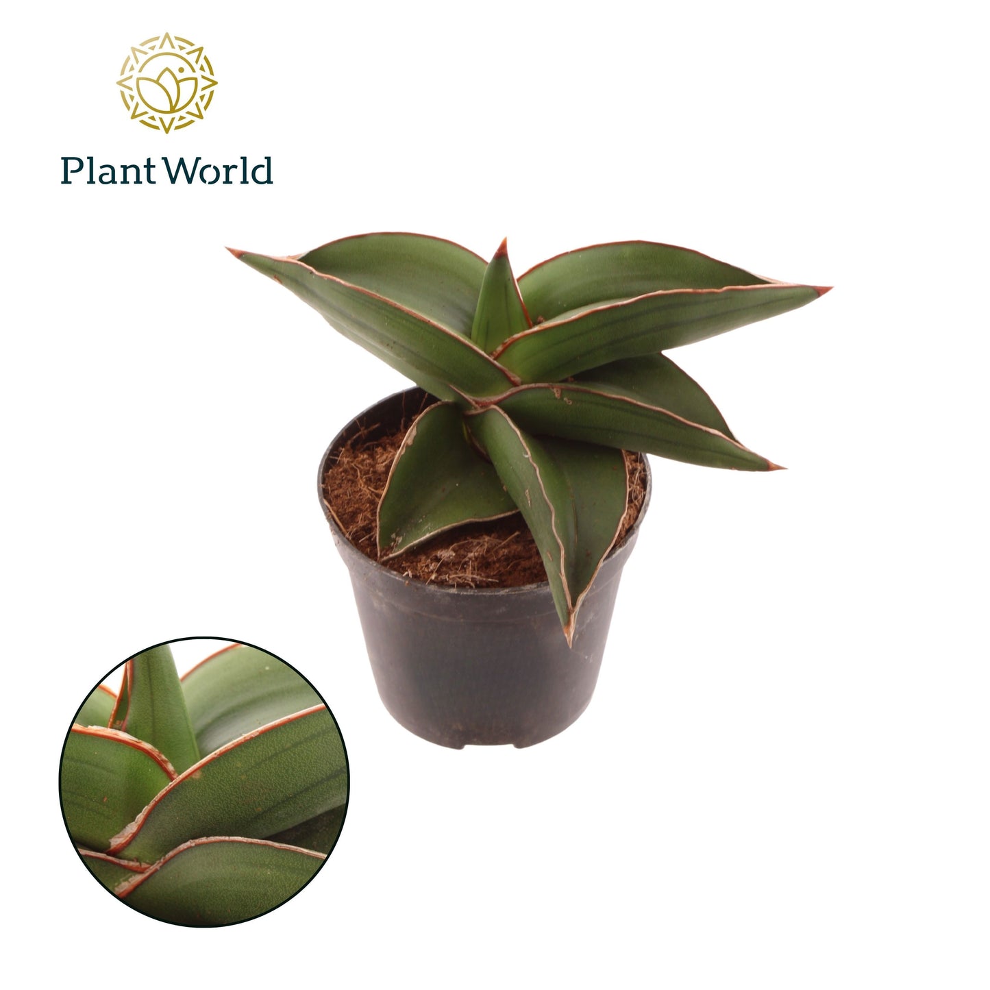 Sansevieria Samurai 15cm Special Pot (508)