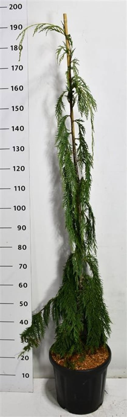 Bloemenkampen BV, Hkw. de Chamaecyparis nootkatensis Pack of 1